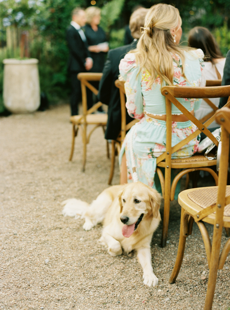 The dog enjoys the wedding ceremony at Ovenbird in Birmingham, Alabama.